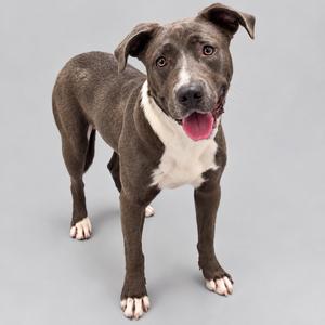 A brown and white dog standing on a gray background, with its mouth open and tongue out.