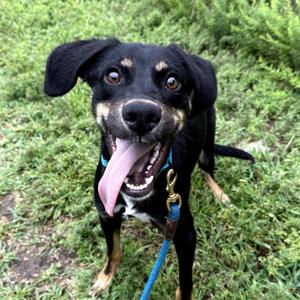 Robert Downey Jr., Hound, young, available for adoption