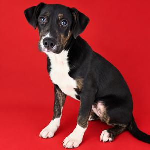A black and white dog sitting on a red background