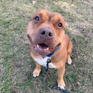 A brown dog with a white chest and a blue collar is sitting on grass, looking up with its mouth open and tongue out.