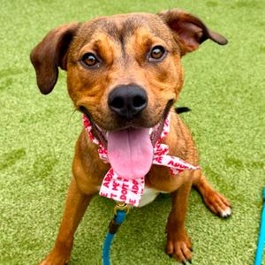 Athena, Hound, young, available for adoption