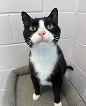 Asti, adult, available for adoption