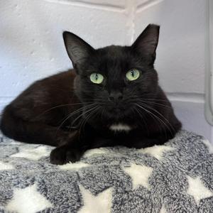 Elvira, adult, available for adoption