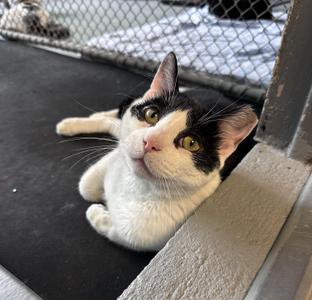Chalamet, adult, available for adoption