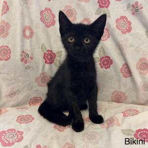 Bikini - Kohls Litter, young, available for adoption