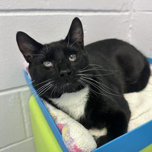 Daredevil, adult, available for adoption