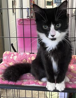 Digit - Phalanges Litter, young, available for adoption