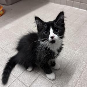 Digit - Phalanges Litter, young, available for adoption