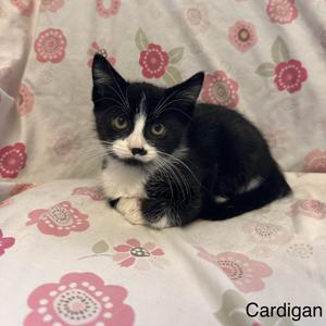 Cardigan - Kohls Litter, young, available for adoption