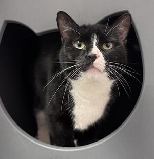 Diva Girl, adult, available for adoption