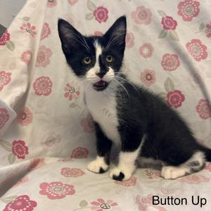 Button Up - Kohls Litter, young, available for adoption