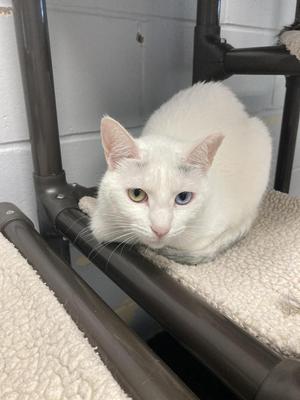 Bowie, adult, available for adoption