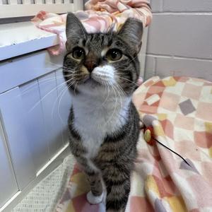 Daffy - Sister of Elmer, young, available for adoption