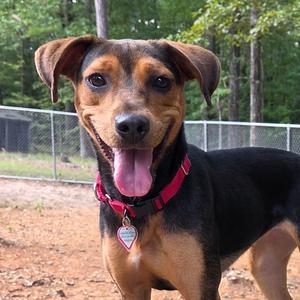 Lela, Hound, Black and Tan Coonhound, adult, available for adoption