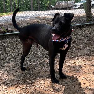 Jake, Retriever, Black Labrador, adult, available for adoption