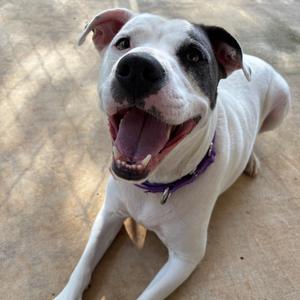 A happy white and black dog with a purple collar lying on the ground, smiling with its mouth open.
