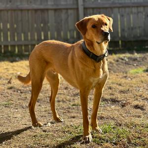 Pepito, Retriever, Golden, adult, available for adoption