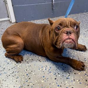 Coco, Bulldog, adult, available for adoption