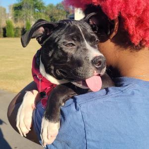 Sophie, Terrier, puppy, available for adoption