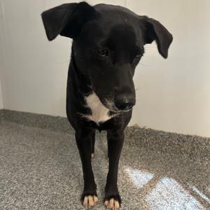 Daisy, Retriever, Black Labrador, available for adoption