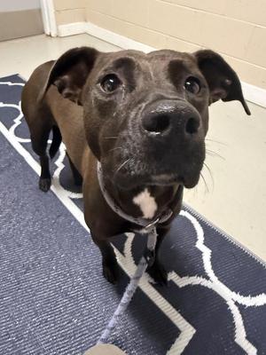Amelia, Mixed Breed, young, available for adoption