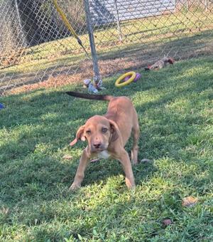 A brown puppy standing on grass in a fenced yard with a yellow frisbee and a green toy nearby.
