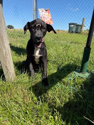 Gouda, Mixed Breed, puppy, available for adoption