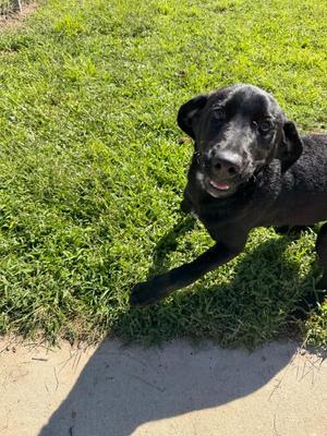 River, Labrador Retriever / Mixed Breed, puppy, available for adoption