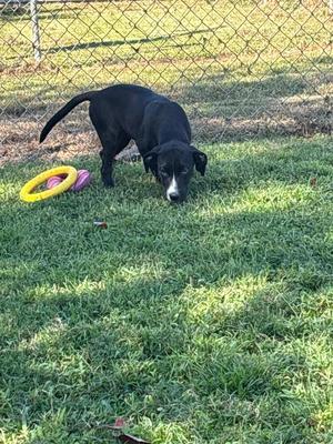 A black dog with a white patch on its face is sniffing the grass in a fenced yard. There are two colorful toys, a yellow ring and a purple ball, nearby.