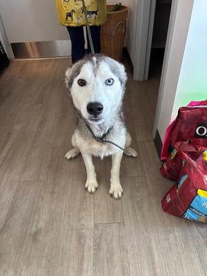Rocky, Siberian Husky, young, available for adoption