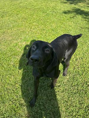 Vader, German Shorthaired Pointer / Mixed Breed, adult, available for adoption