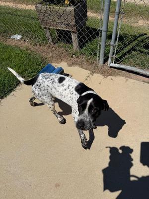 Dixie, Mixed Breed, young, available for adoption