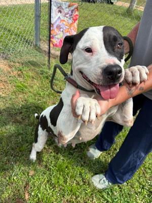 Dream, Pit Bull Terrier / Mixed Breed, adult, available for adoption