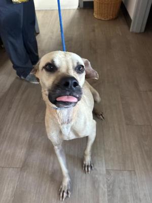 a light-colored dog with a black nose and tongue sticking out, standing on a wooden floor