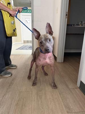 Dumbo, Pit Bull Terrier / Mixed Breed, adult, available for adoption