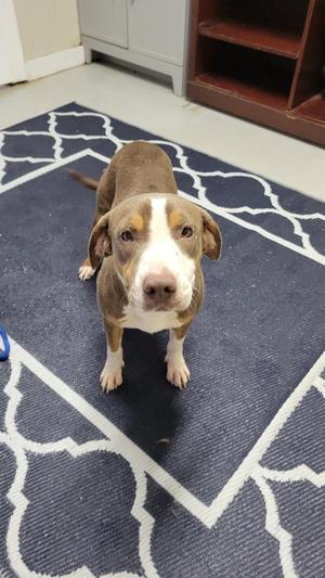 A brown and white dog sitting on a blue and white patterned rug.