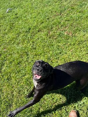 Cinderella, Labrador Retriever / Mixed Breed, adult, available for adoption