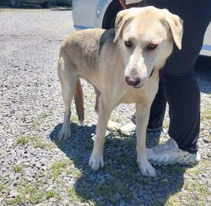 Berty, Shepherd, adult, available for adoption