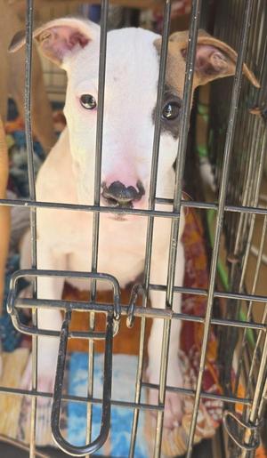 Dolly, Hound, puppy, available for adoption