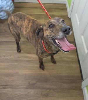 A brindle-colored dog with its tongue hanging out, standing on a wooden floor.