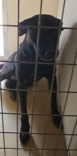Annie Oakley, Labrador Retriever, adult, available for adoption