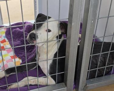 Fig, Mixed Breed, young, available for adoption