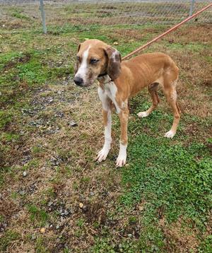 A brown and white dog standing on a grassy field, wearing a red leash.