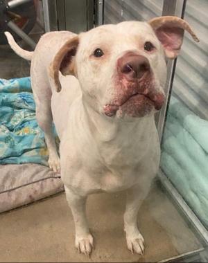 A white dog with floppy ears and a pink nose stands on a concrete floor. The dog has a light-colored coat and appears to be in a shelter or kennel environment, with a blue blanket and a glass enclosure visible in the background.