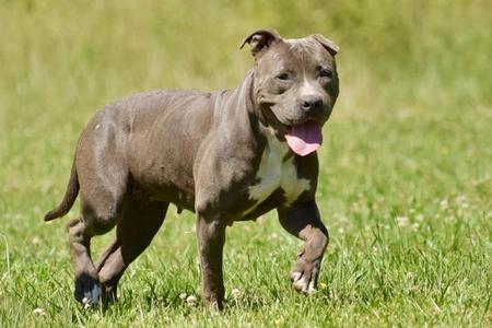 Darla, Pit Bull Terrier, adult, available for adoption