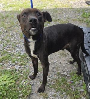 Finn, Hound, young, available for adoption