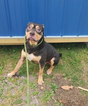 Bob, Pit Bull Terrier, adult, available for adoption