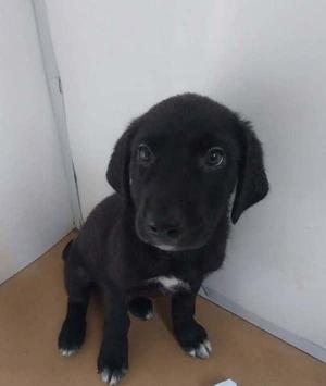 Arya, Terrier, young, available for adoption