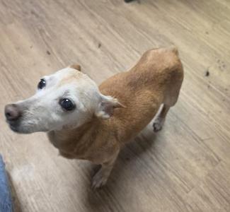 Bubble Gum, Chihuahua, senior, available for adoption