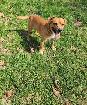 A brown dog with its tongue out stands on a grassy lawn.